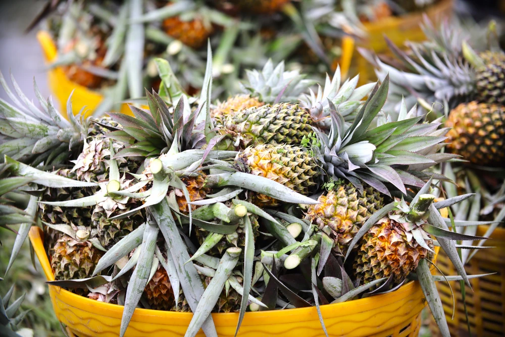 thu hoạch khóm 8.JPG