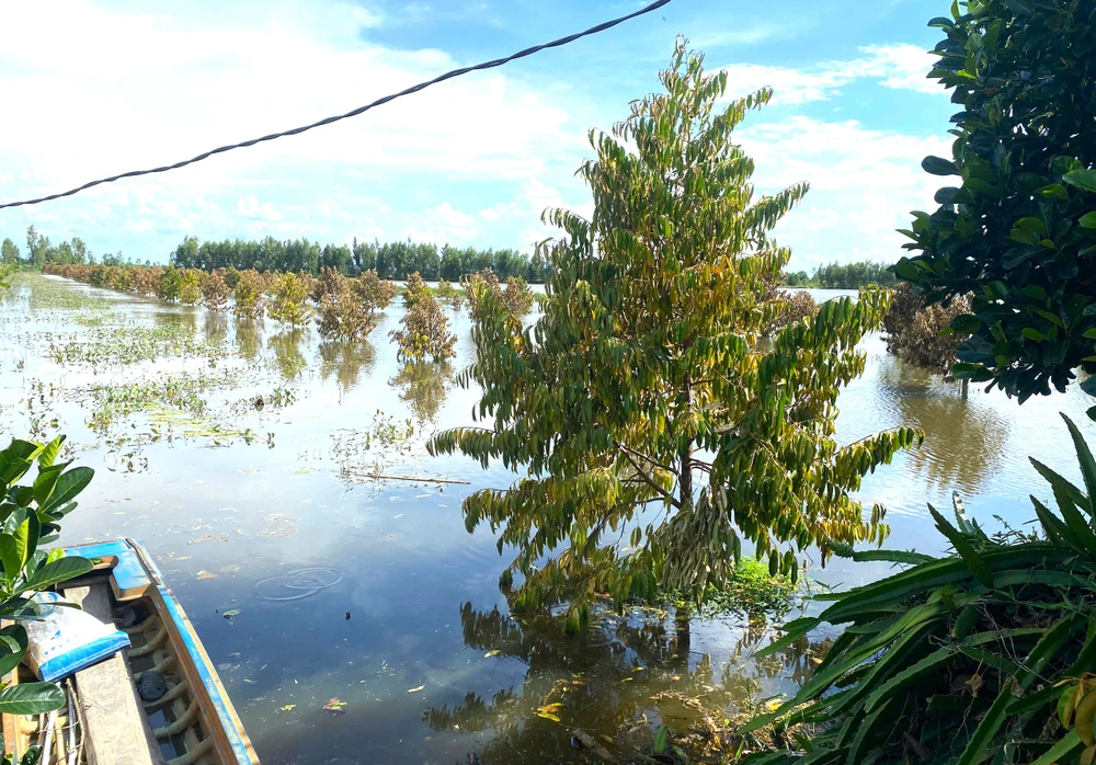 Đồng Tháp Mười 7.jpg