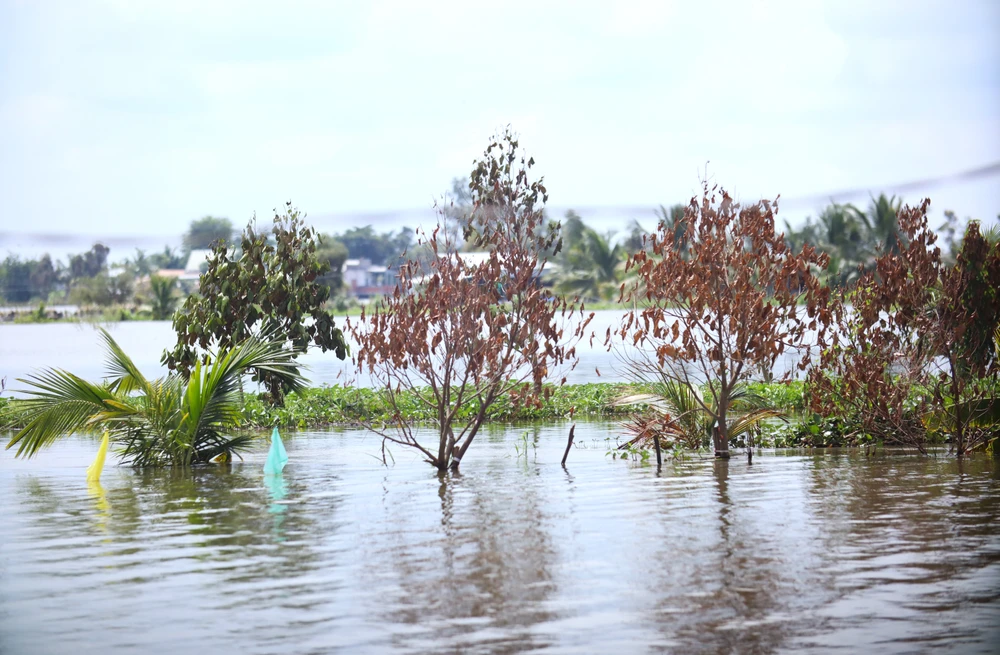 Đồng Tháp Mười 17.JPG