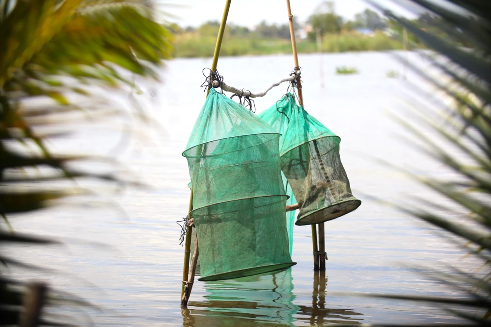 Đồng Tháp Mười 25.JPG