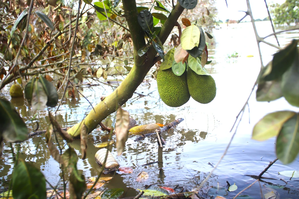 Đồng Tháp Mười 4.JPG