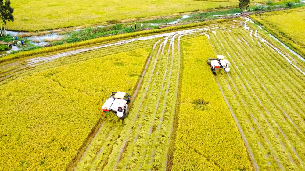 thu hoạch lúa 1.jpg