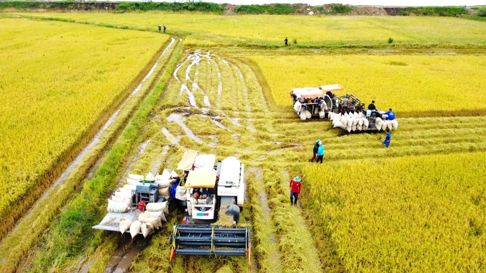 thu hoạch lúa 2.jpg