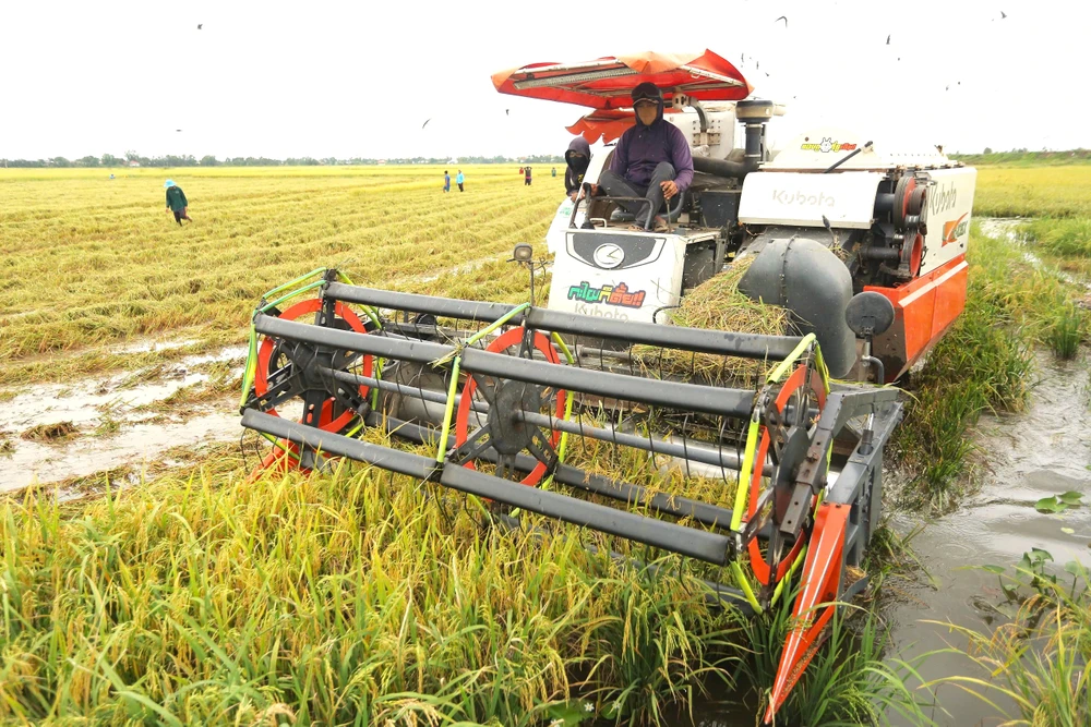 thu hoạch lúa 3.jpg