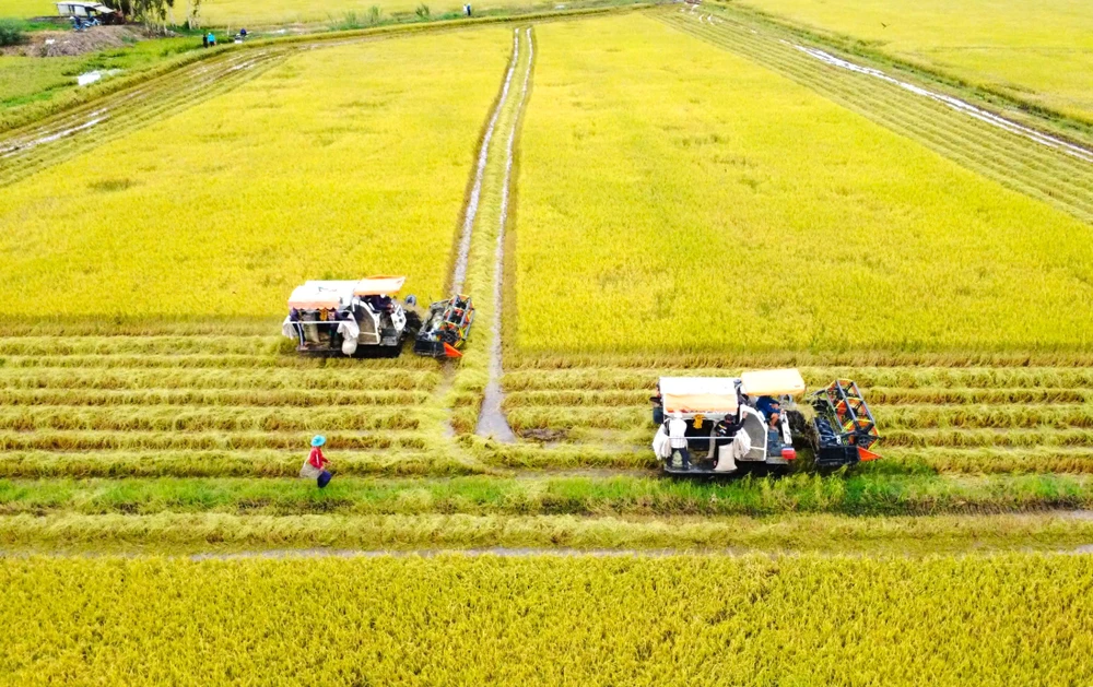 thu hoạch lúa 4.jpg