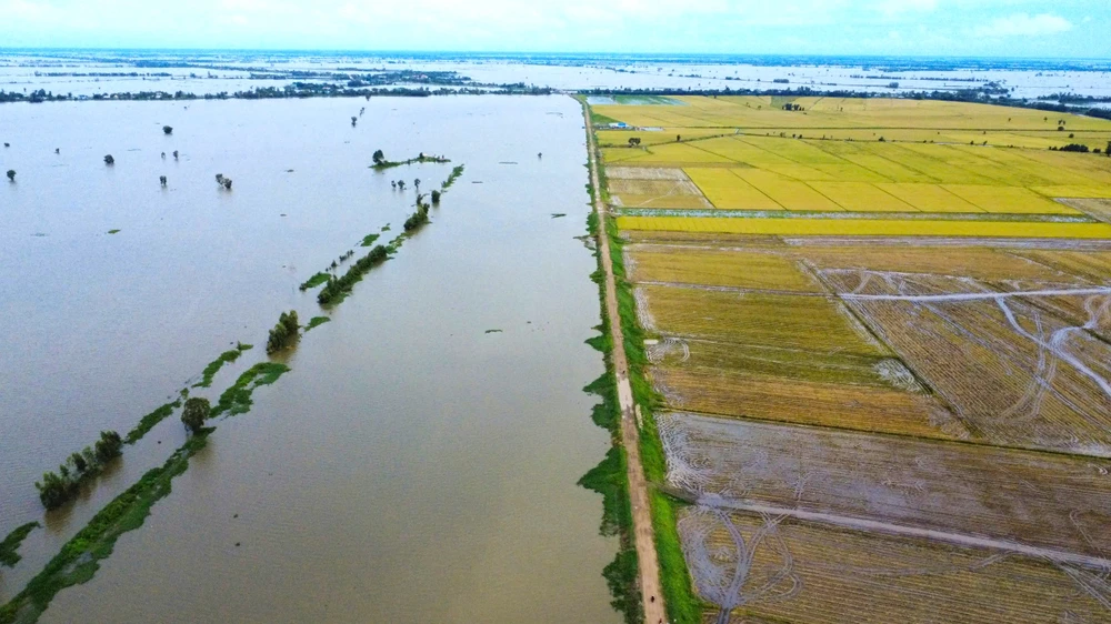 thu hoạch lúa 5.jpg