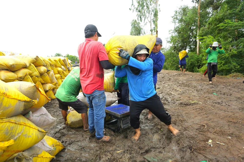 thu hoạch lúa 6.jpg