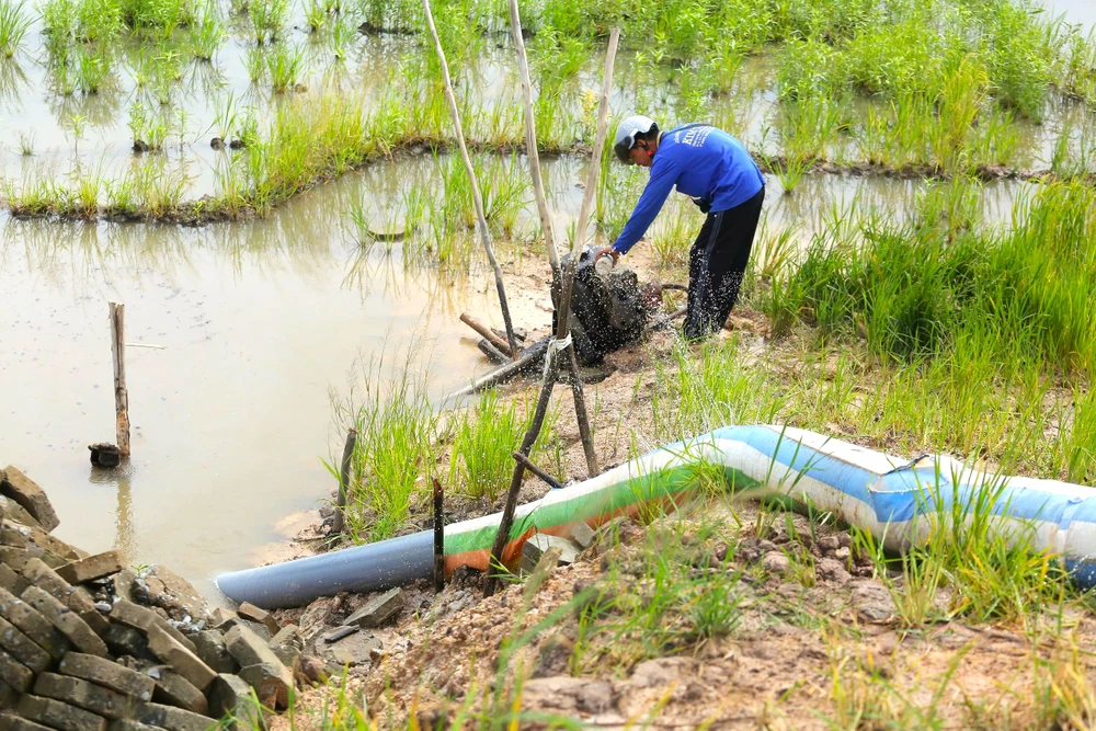 thu hoạch lúa 8.jpg