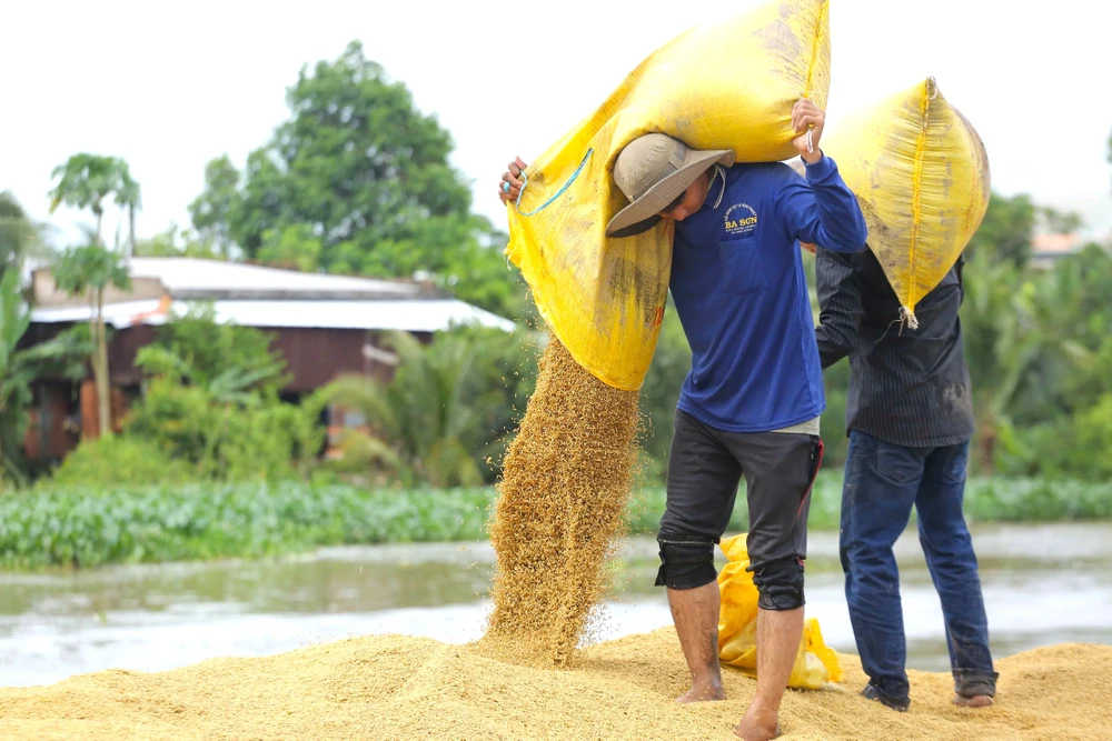 thu hoạch lúa 9.jpg