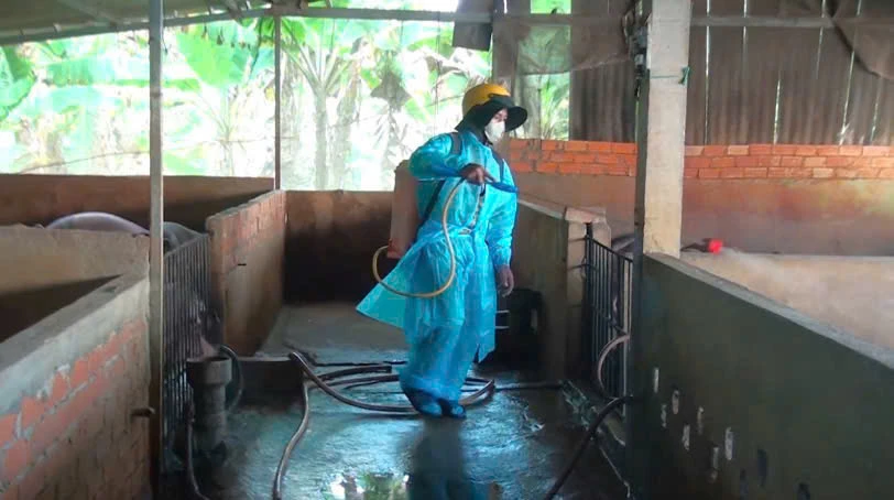  dịch tả lợn châu Phi (3).jpg