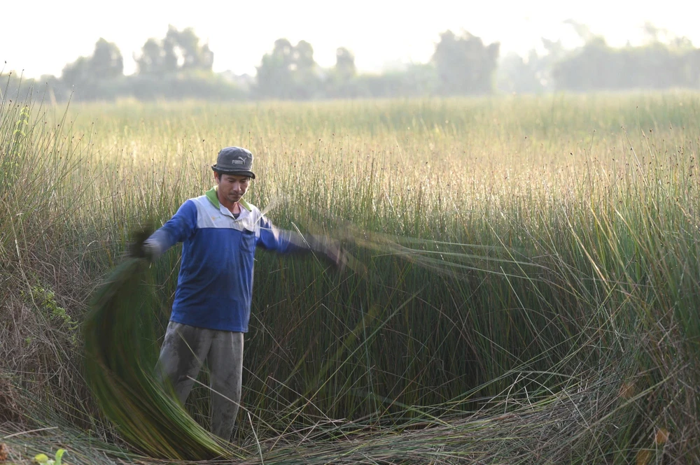 cỏ bàng 1 (1).jpg