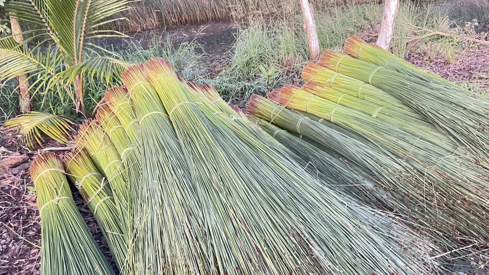 thu hoạch cỏ bàng 1.jpg