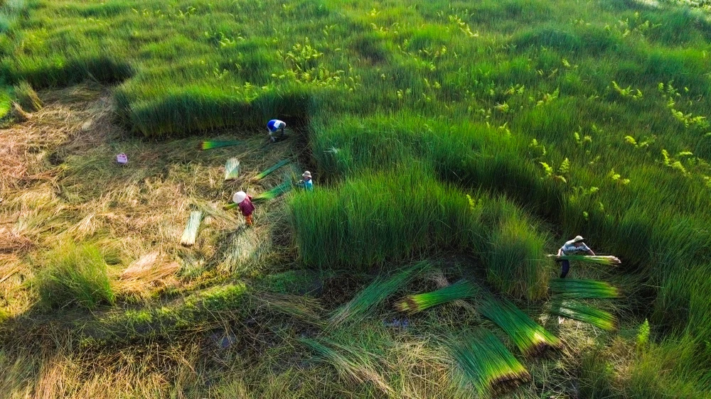 thu hoạch cỏ bàng 4.jpg