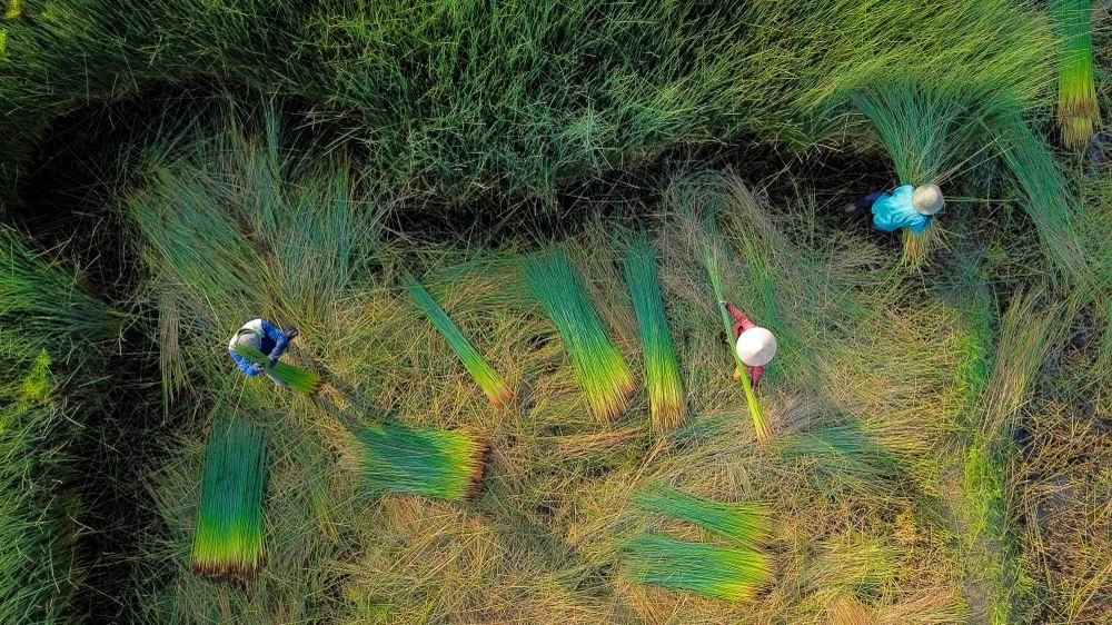 thu hoạch cỏ bàng 6.jpg