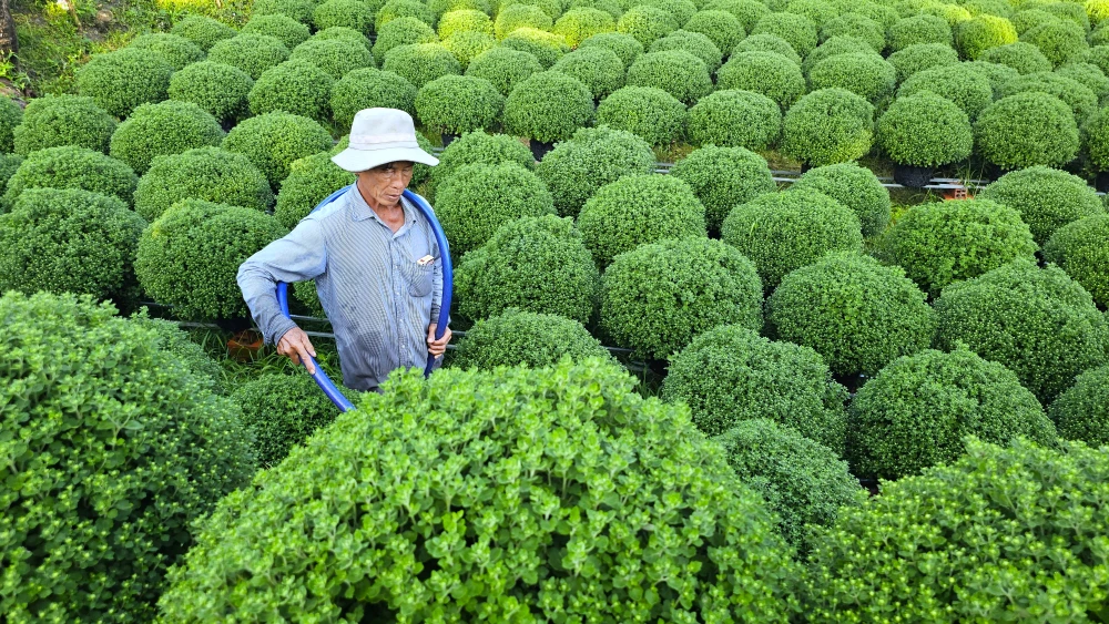 Làng hoa Chợ Lách 10.jpg