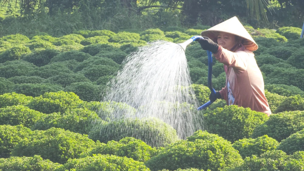 Làng hoa Chợ Lách 11.jpg