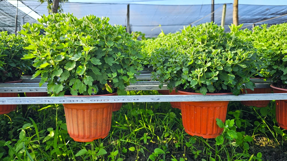 Làng hoa Chợ Lách 12.jpg