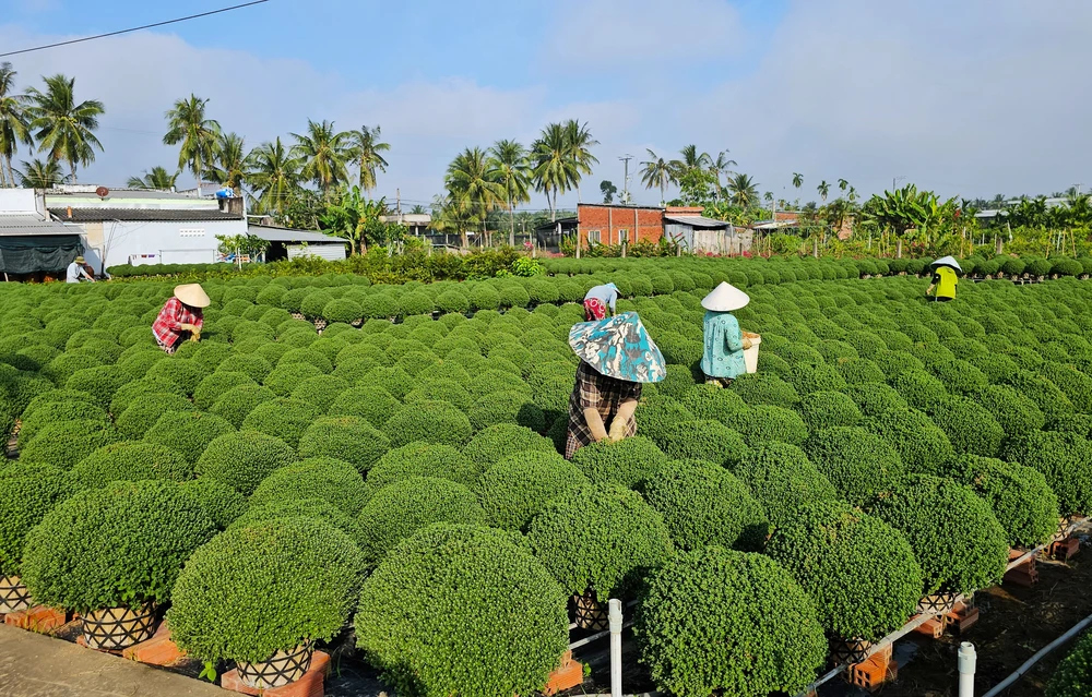 Làng hoa Chợ Lách 13.jpg