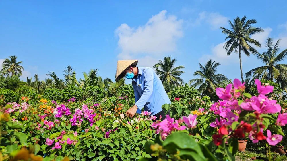 Làng hoa Chợ Lách 14.jpg