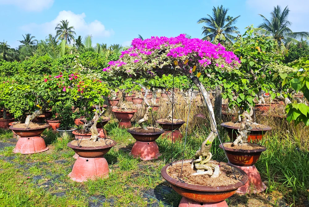 Làng hoa Chợ Lách 15.jpg