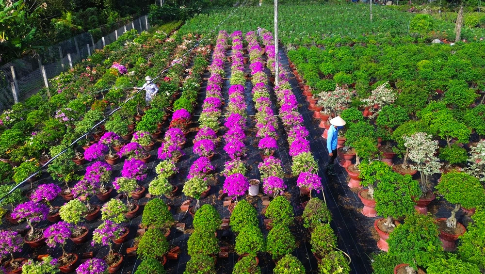 Làng hoa Chợ Lách 16.JPG