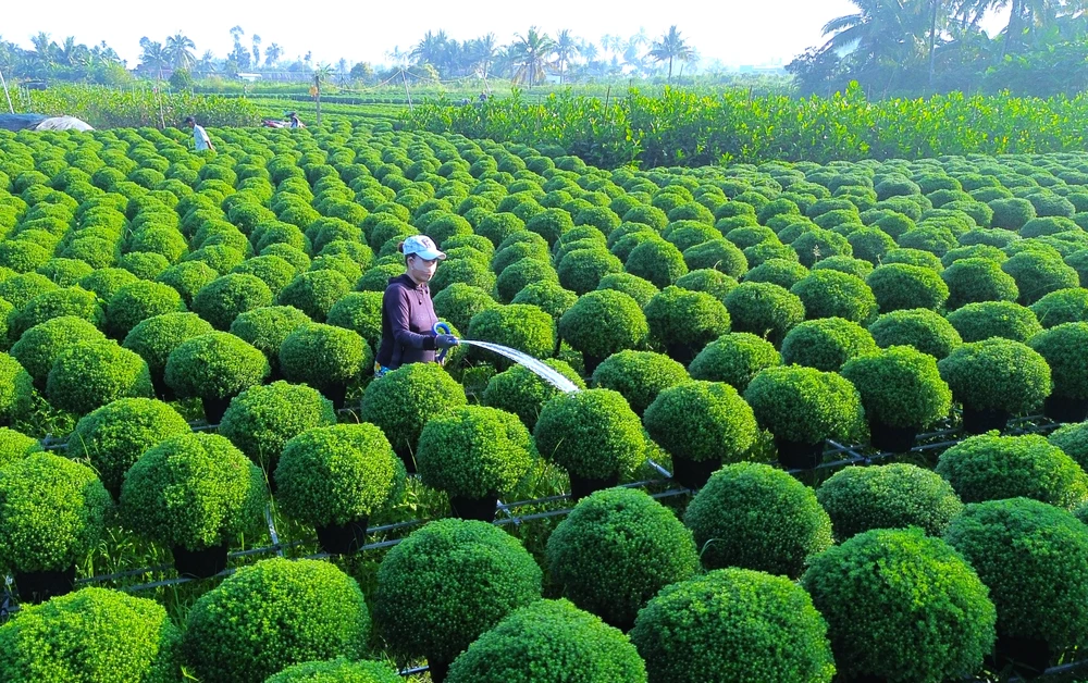 Làng hoa Chợ Lách 3.JPG