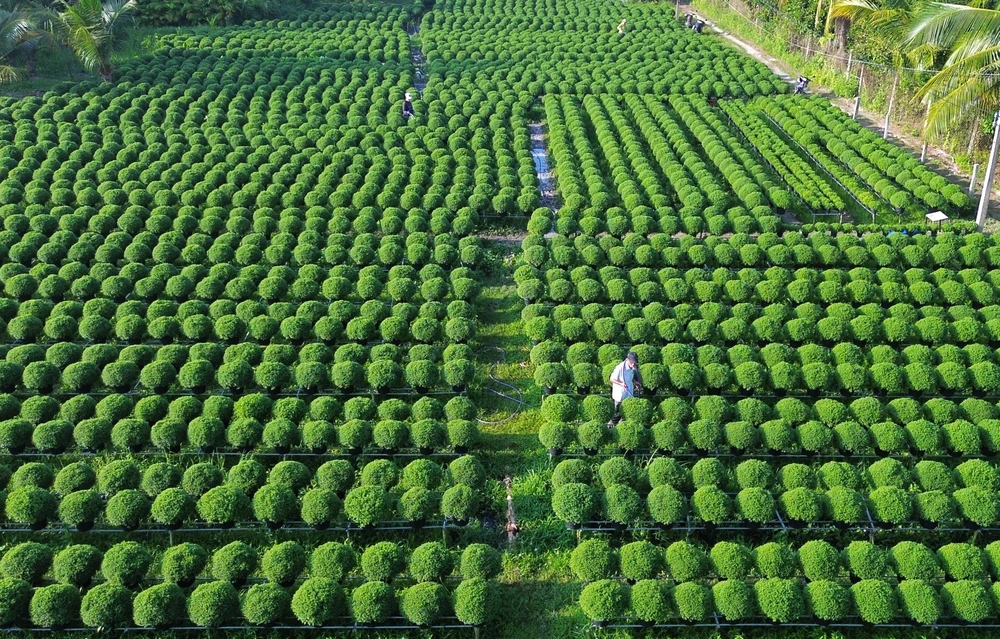 Làng hoa Chợ Lách 4.JPG