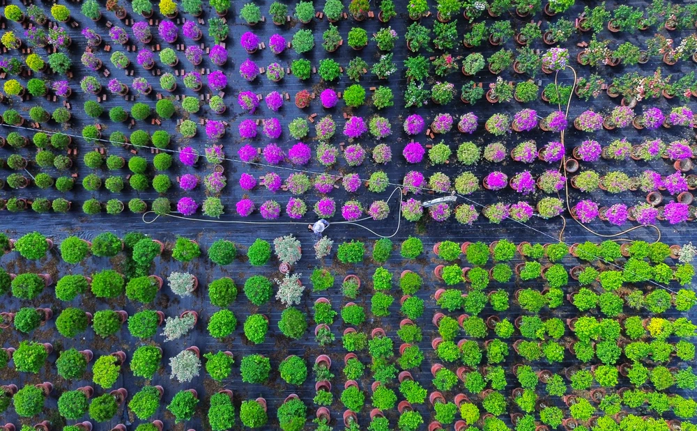 Làng hoa Chợ Lách 5.JPG