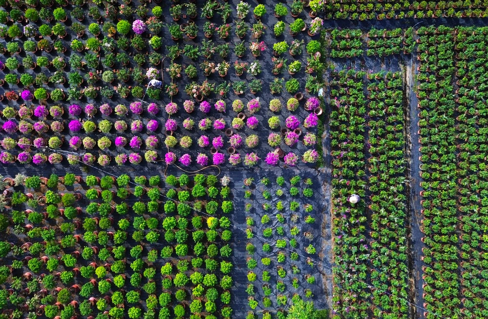 Làng hoa Chợ Lách 6.JPG