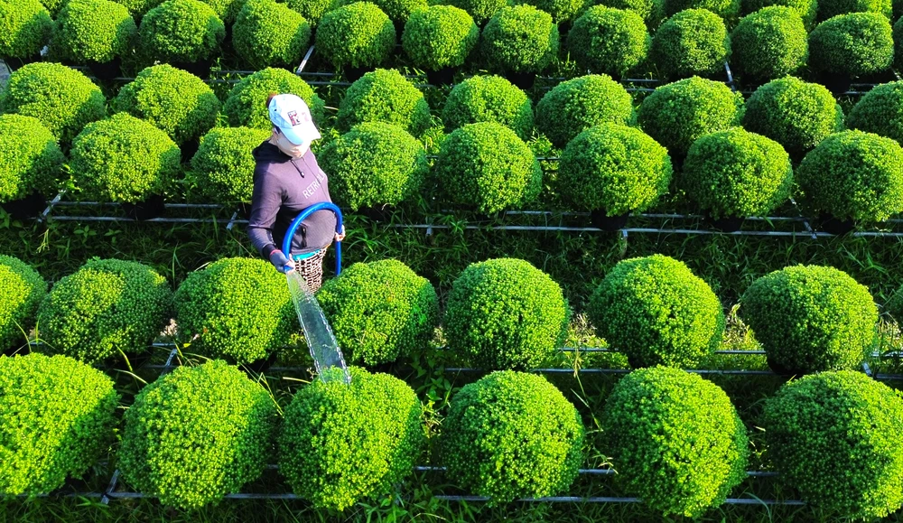 Làng hoa Chợ Lách.JPG