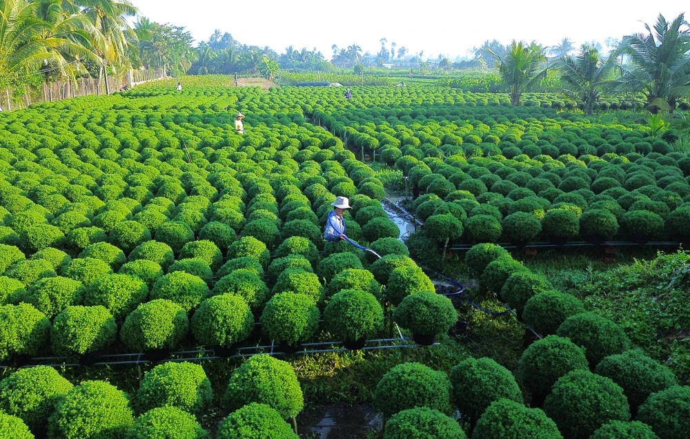 Làng hoa Chợ Lách 9.JPG