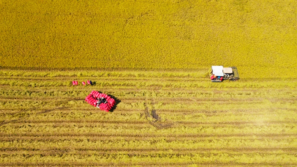 thu hoạch lúa 1.JPG