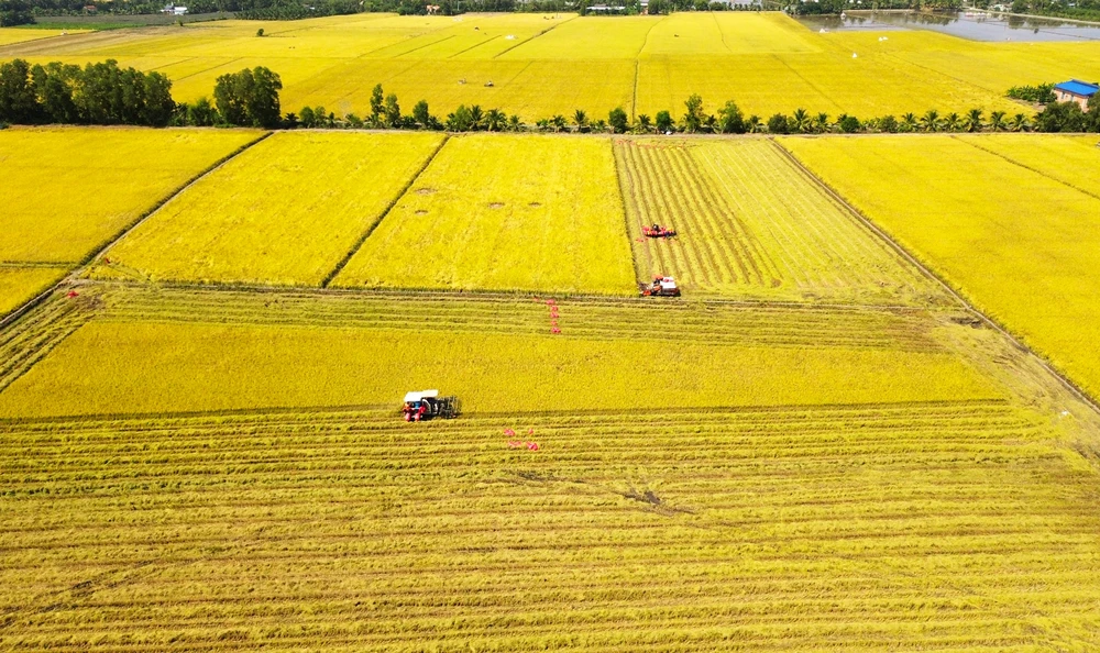 thu hoạch lúa.JPG