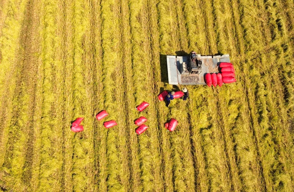 thu hoạch lúa 6.JPG