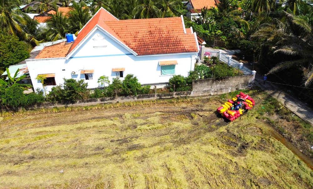 thu hoạch lúa 8.JPG