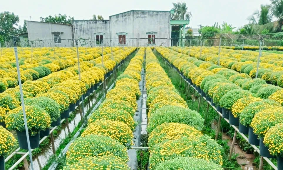 Cúc mâm xôi 3.jpg