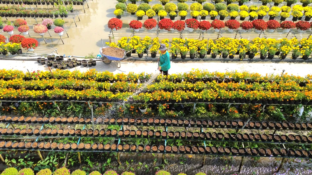 Cúc mâm xôi 5.JPG