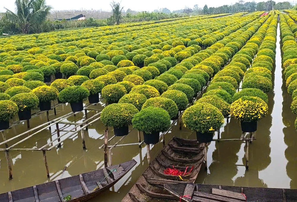 Cúc mâm xôi 6.jpg