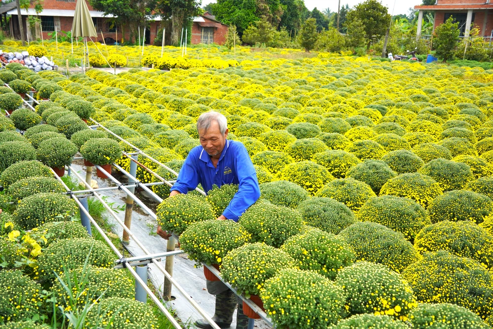 Cúc mâm xôi 7.JPG