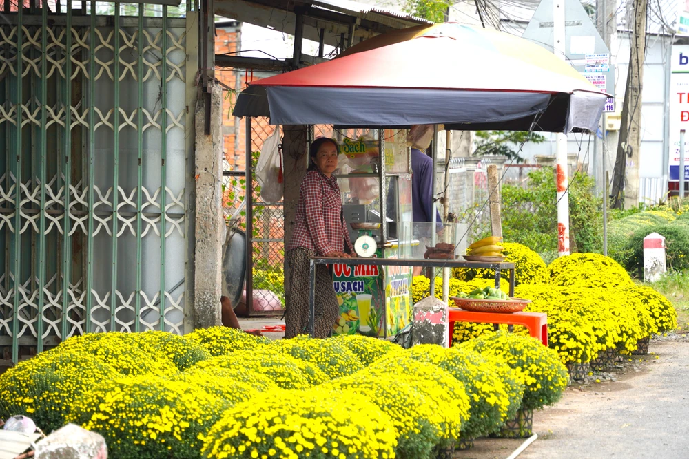 Cúc mâm xôi 8.JPG