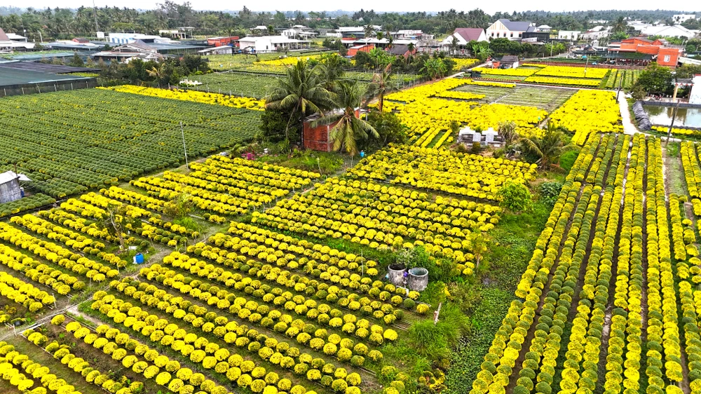 Cúc mâm xôi 9.JPG