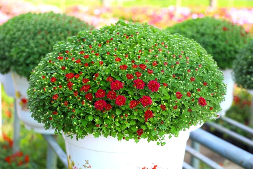 Làng hoa Sa Đéc 10.JPG