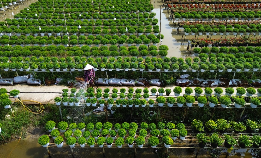 Làng hoa Sa Đéc 2.JPG