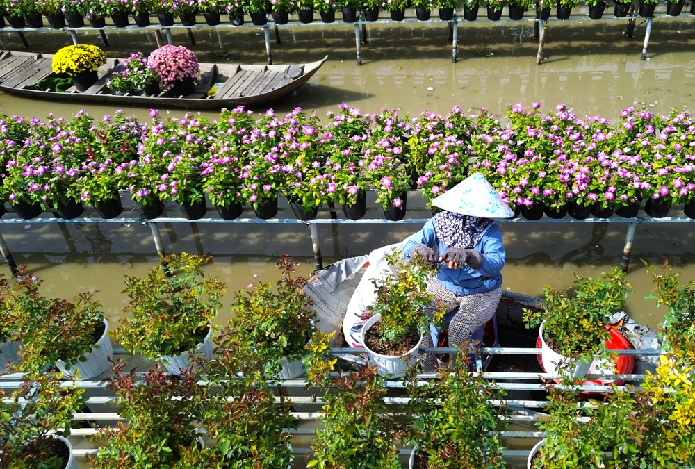 Làng hoa Sa Đéc 3.JPG