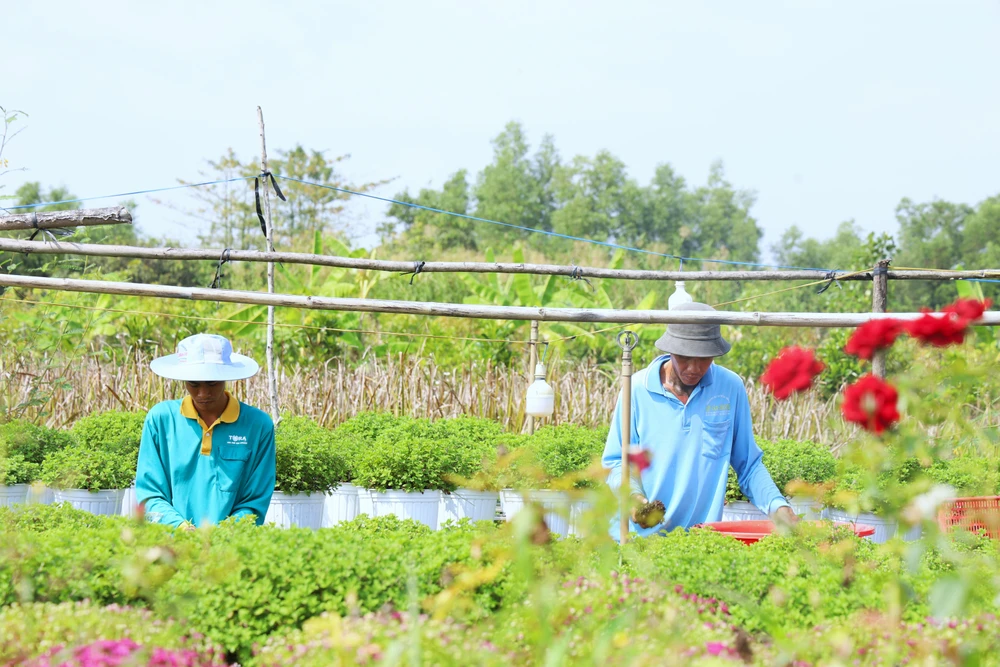 Làng hoa Sa Đéc 4.JPG