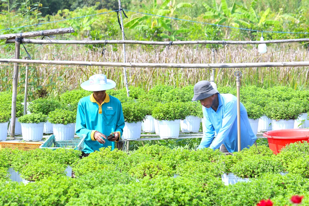 làm đẹp hoa 3.JPG