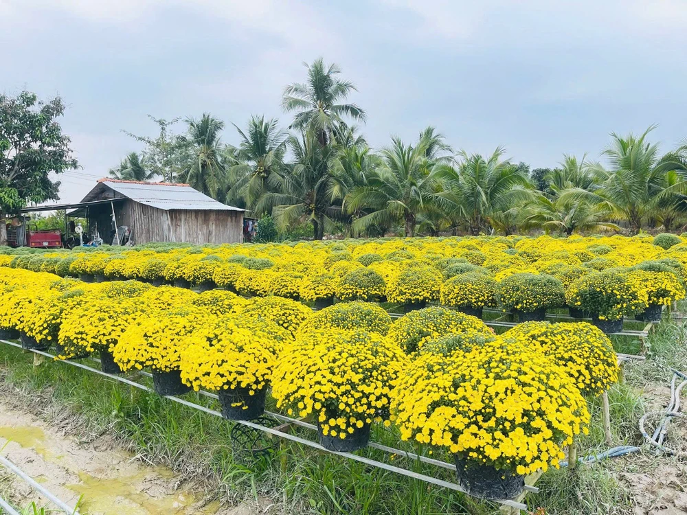 Cúc mâm xôi 1.jpg