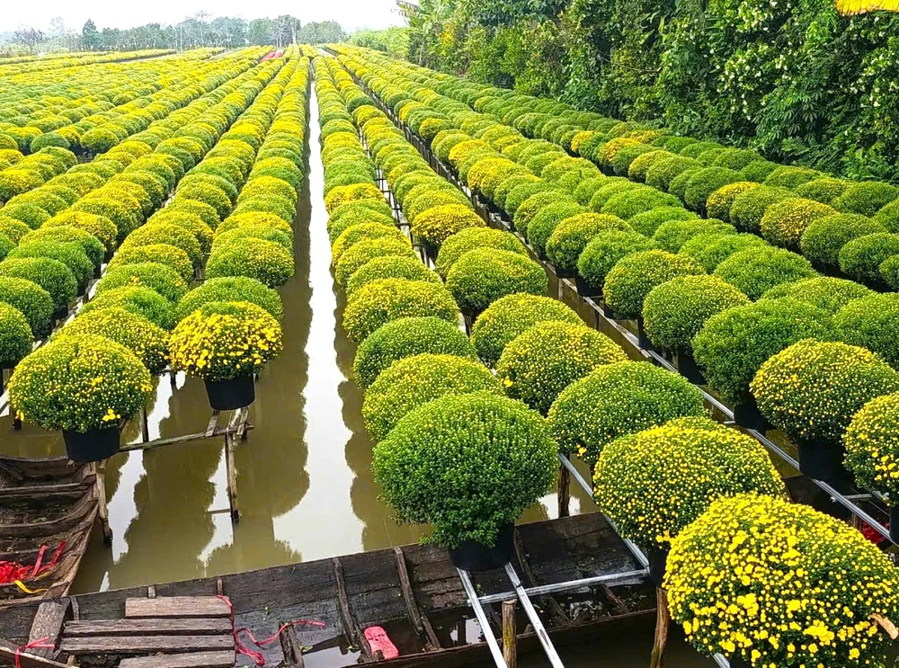 cúc mâm xôi 1.jpg