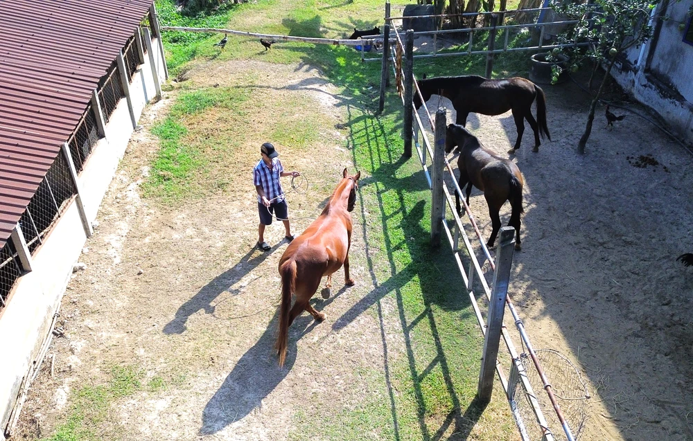 Ngựa Đức Hòa 1.JPG