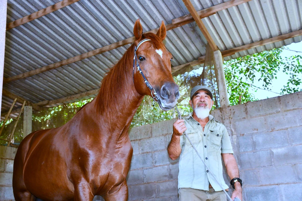 Ngựa Đức Hòa 13.jpg